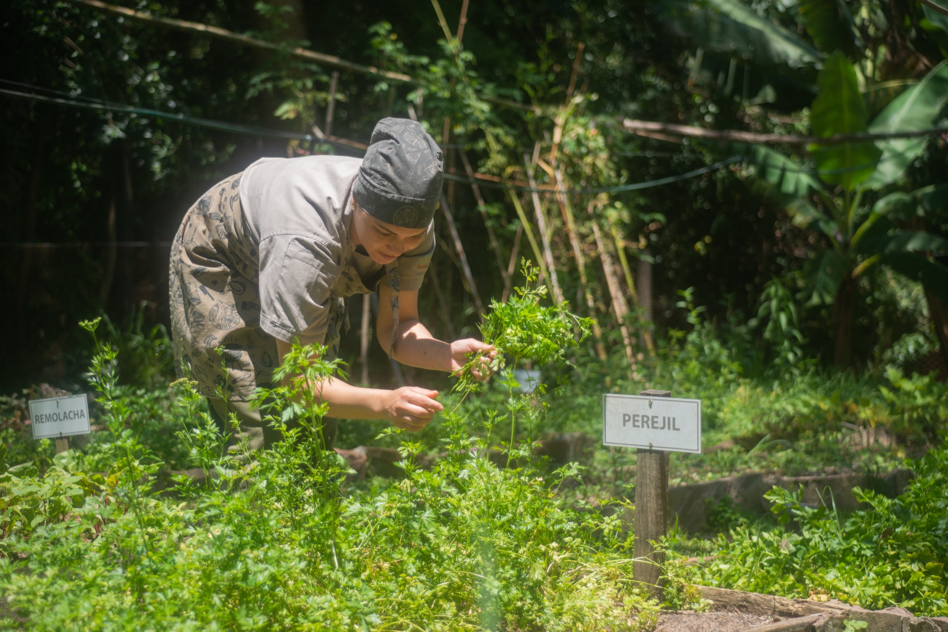 Chef recolectando en la huerta